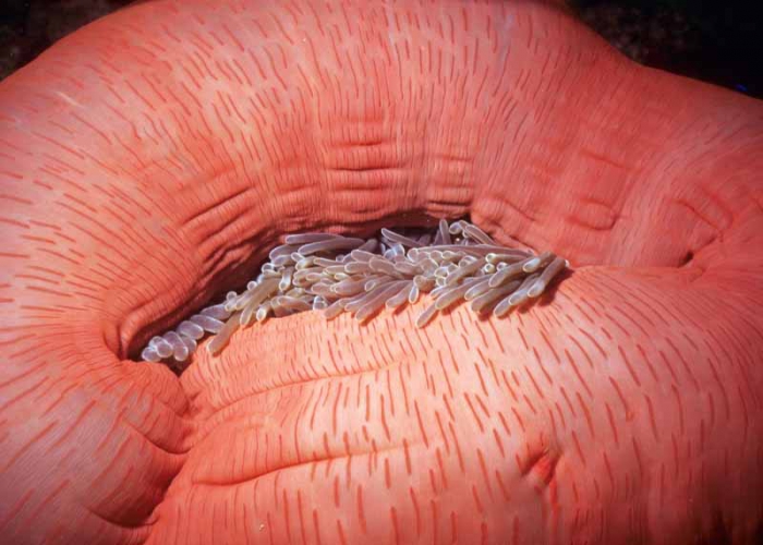 Heteractis magnifica Tahit