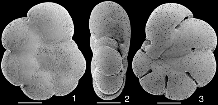Acarotrochus lobatulus Holotype, Palau Acarotrochus lobatulus Holotype, Palau