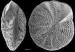 Notorotalia aucklandica NZ Auckland Islands topotype