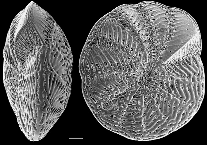 Notorotalia aucklandica NZ Auckland Islands topotype Notorotalia aucklandica NZ Auckland Islands topotype