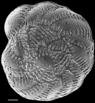 Notorotalia aucklandica NZ Auckland Islands topotype
