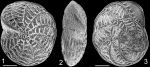Notorotalia depressa NZ