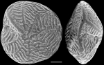 Notorotalia hornibrooki NZ holotype