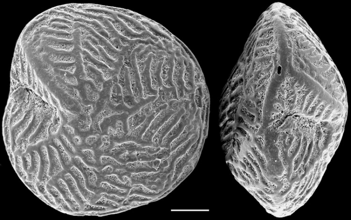 Notorotalia hornibrooki NZ holotype Notorotalia hornibrooki NZ holotype
