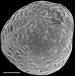 Notorotalia hornibrooki NZ holotype