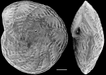 Notorotalia inornata NZ