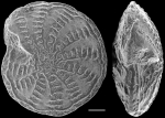 Notorotalia inornata NZ