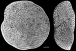 Notorotalia olsoni NZ paratype