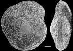 Notorotalia zelandica NZ, topotype
