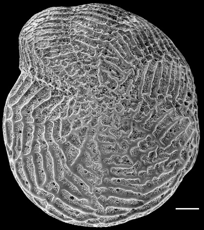 Notorotalia zelandica NZ, topotype Notorotalia zelandica NZ, topotype