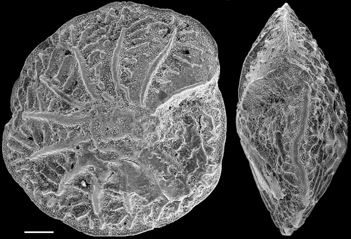 Notorotalia clathrata Australia, Bass Strait Notorotalia clathrata Australia, Bass Strait