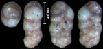 Spiroplectammina carteri NZ holotype