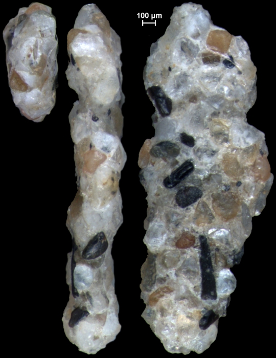 Ammoscalaria georgescotti NZ holotype Ammoscalaria georgescotti NZ holotype