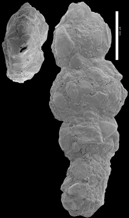 Ammoscalaria georgescotti NZ paratype Ammoscalaria georgescotti NZ paratype