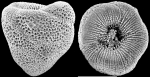 Glabratellina kermadecensis Kermadec Is, holotype