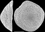 Neoconorbina cavalliensis NZ paratype