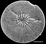 Pileolina gracei NZ holotype