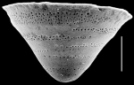 Pileolina gracei NZ paratype