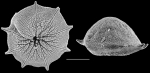 Pileolina calcarata NZ