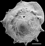 Pileolina calcarata NZ