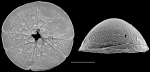 Pileolina harmeri NZ