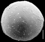 Pileolina harmeri NZ