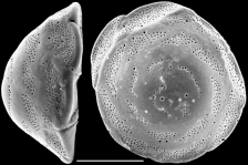 Pileolina patelliformis NZ, author: Hayward, Bruce