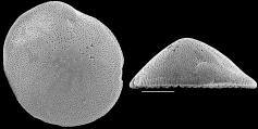 Pileolina radiata NZ, author: Hayward, Bruce