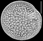 Pileolina radiata NZ