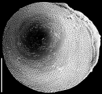 Pileolina zealandica NZ