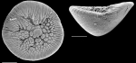 Pileolina zealandica NZ