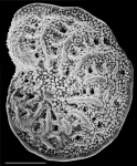 Elphidium carteri Australia holotype
