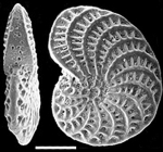 Elphidium novozealandicum NZ