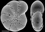 Elphidium vellai NZ holotype