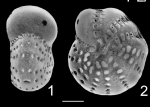 Elphidium excavatum oirgi NZ holotype