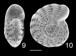 Elphidium fijiense Fiji holotype