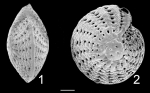 Elphidium vavauense Tonga Vavau holotype 