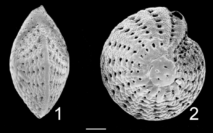 Elphidium vavauense Tonga Vavau holotype Elphidium vavauense Tonga Vavau holotype