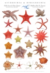 Sea stars
