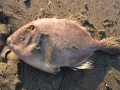 Tetraodontiformes