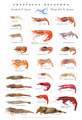 St. Lawrence shrimps poster (Crustacea-Decapoda), author: Nozes, Claude