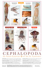 Cephalopods of the St. Lawrence