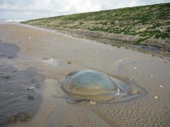 Neteldieren