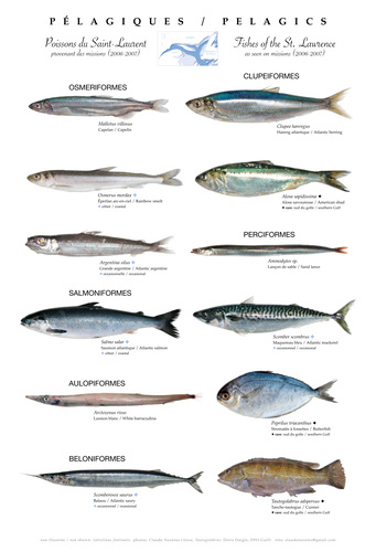 Pelagic fishes of the St. Lawrence Pelagic fishes of the St. Lawrence