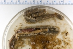 Two polychaetes in a tube, author: Nozes, Claude