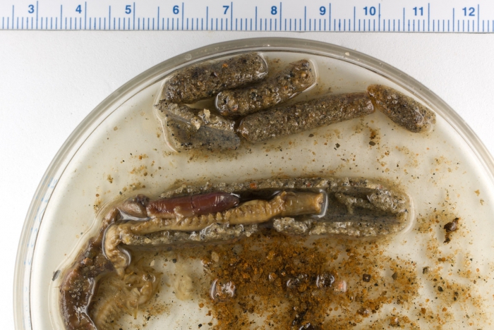 Two polychaetes in a tube Two polychaetes in a tube