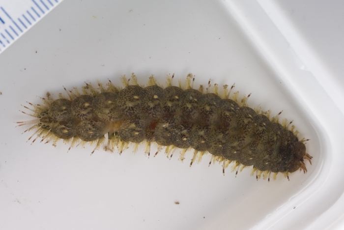 Harmothoe-dorsal Harmothoe-dorsal