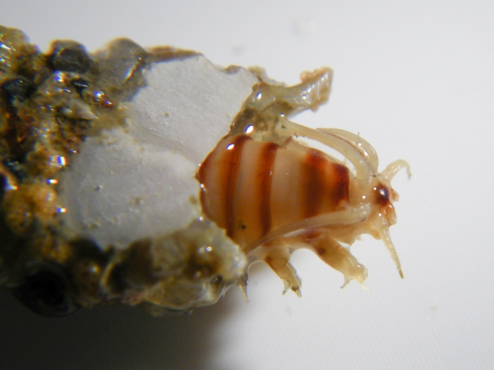 Nothria as seen in tube Nothria as seen in tube