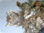 Polychaetes