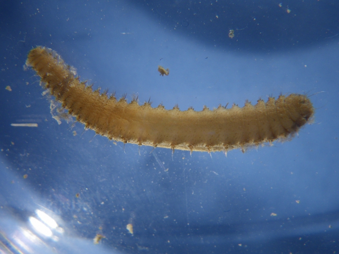 Brada villosa worm Brada villosa worm
